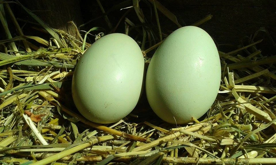DOMINANT GREENSHELL 
