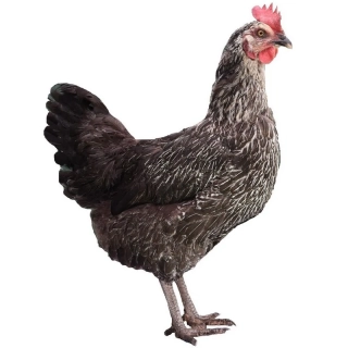 DOMINANT ČIERNY D849