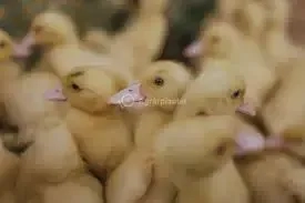 brojlerová kačica vek 3 týždne 