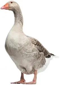 Hus sivá 10 dňová (velkopečienkoví typ) na objednávku  