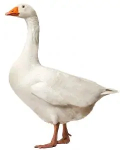 Hus biela 5 dňová (brojlerová) na objednávku  